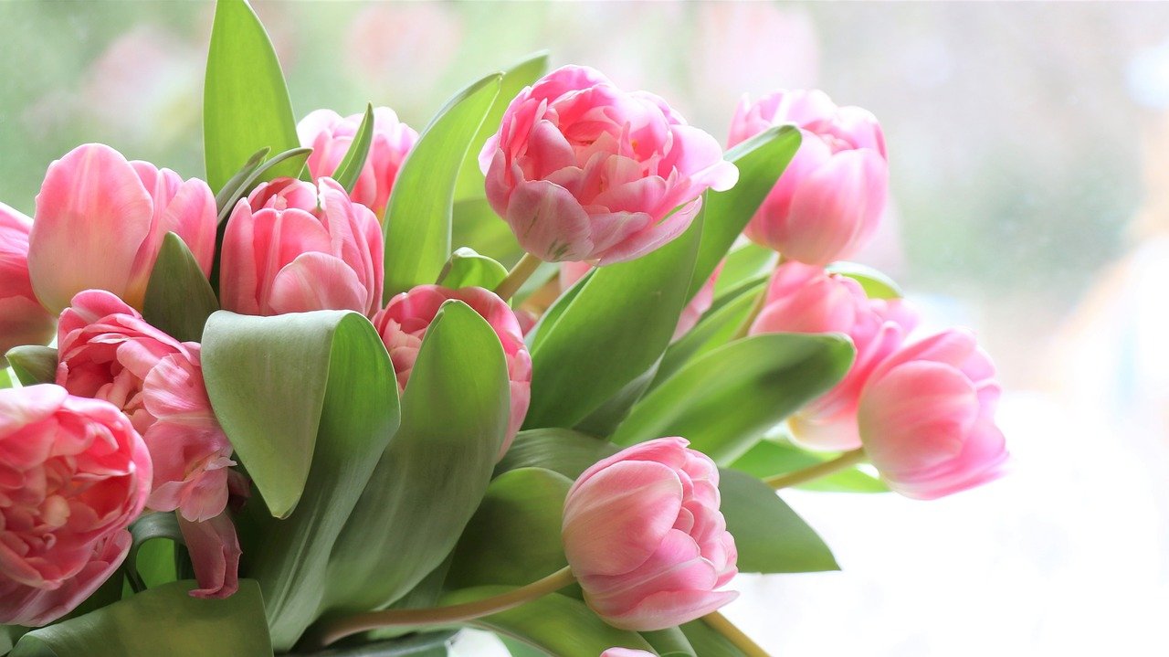 Tulipany